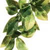 Fashion Exo Terra - Forest Plant Mandarin (Large)