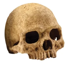 Hot Exo Terra - Primate Skull (Large)
