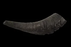 Best Showmaster Goat Horn (Medium)