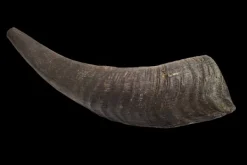 Best Showmaster Goat Horn (Small)