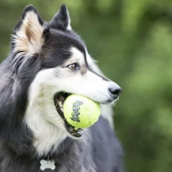 Discount KONG - AirDog Squeaker Balls (Small)