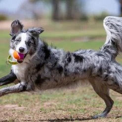 Outlet KONG - AirDog Squeaker Birthday Balls