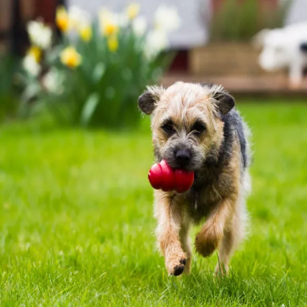 Fashion KONG - Classic Dog Toy (Medium)