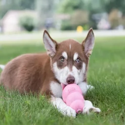 Sale KONG - Puppy (Small)