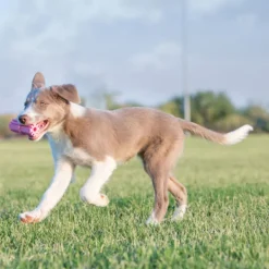 Fashion KONG - Puppy Teething Stick (Small)
