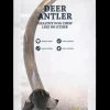 Hot Showmaster Platinum Ranch - Deer Antler (Medium)