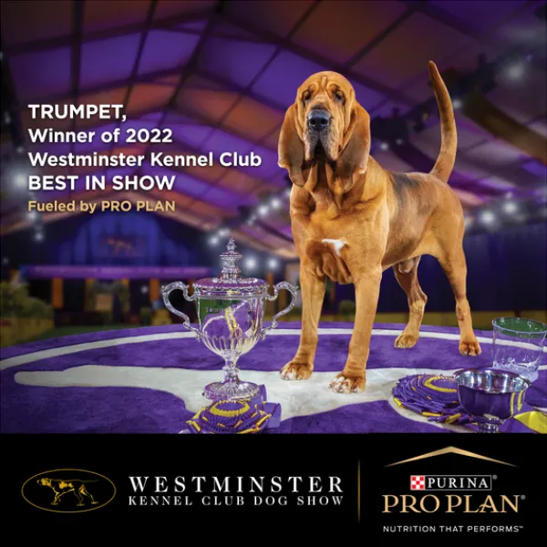 Online Proplan - Dry PRO PLAN Adult Medium Breed Chicken Dry Dog Food (3kg)