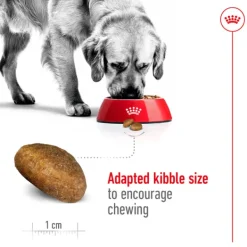 Online Royal Canin - Dry Royal Canin - Maxi Adult Dog Dry Food (15kg)