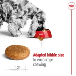 Discount Royal Canin - Dry Royal Canin - Medium Adult Dog Dry Food (15kg)
