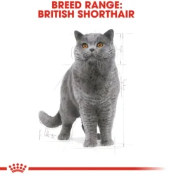 Hot Royal Canin - Dry Royal Canin - Ragdoll Breed Adult Cat Dry Food (2kg)