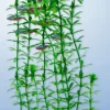 Hot Tetra - Anacharis DecoArt Plant (Large)