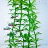 Sale Tetra - Anacharis DecoArt Plant (Small)