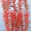 Sale Tetra - Foxtail Red DecoArt Plant (Large)