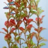 Fashion Tetra - Red Ludwigia DecoArt Plant (Large)